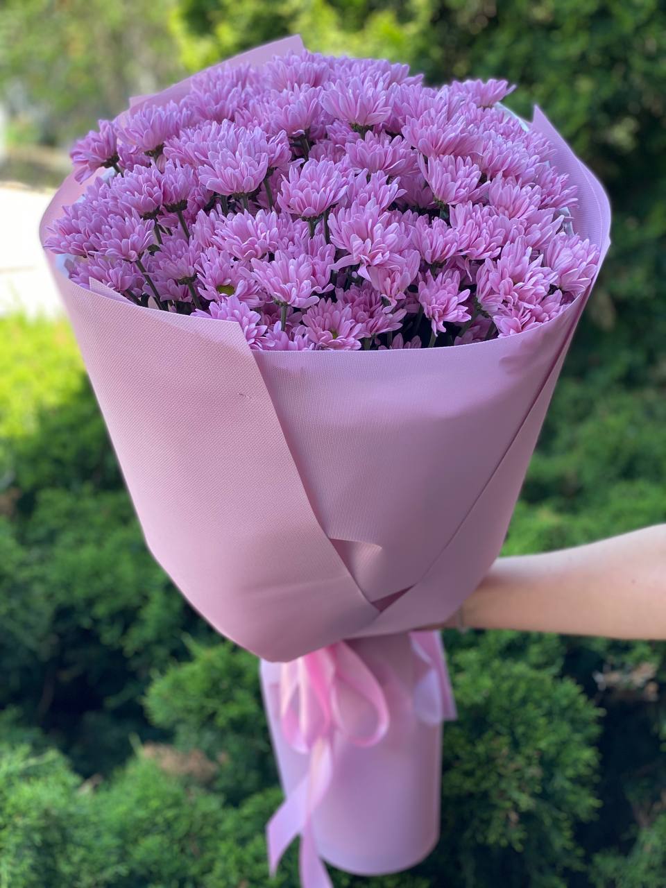 Chrysanthemen