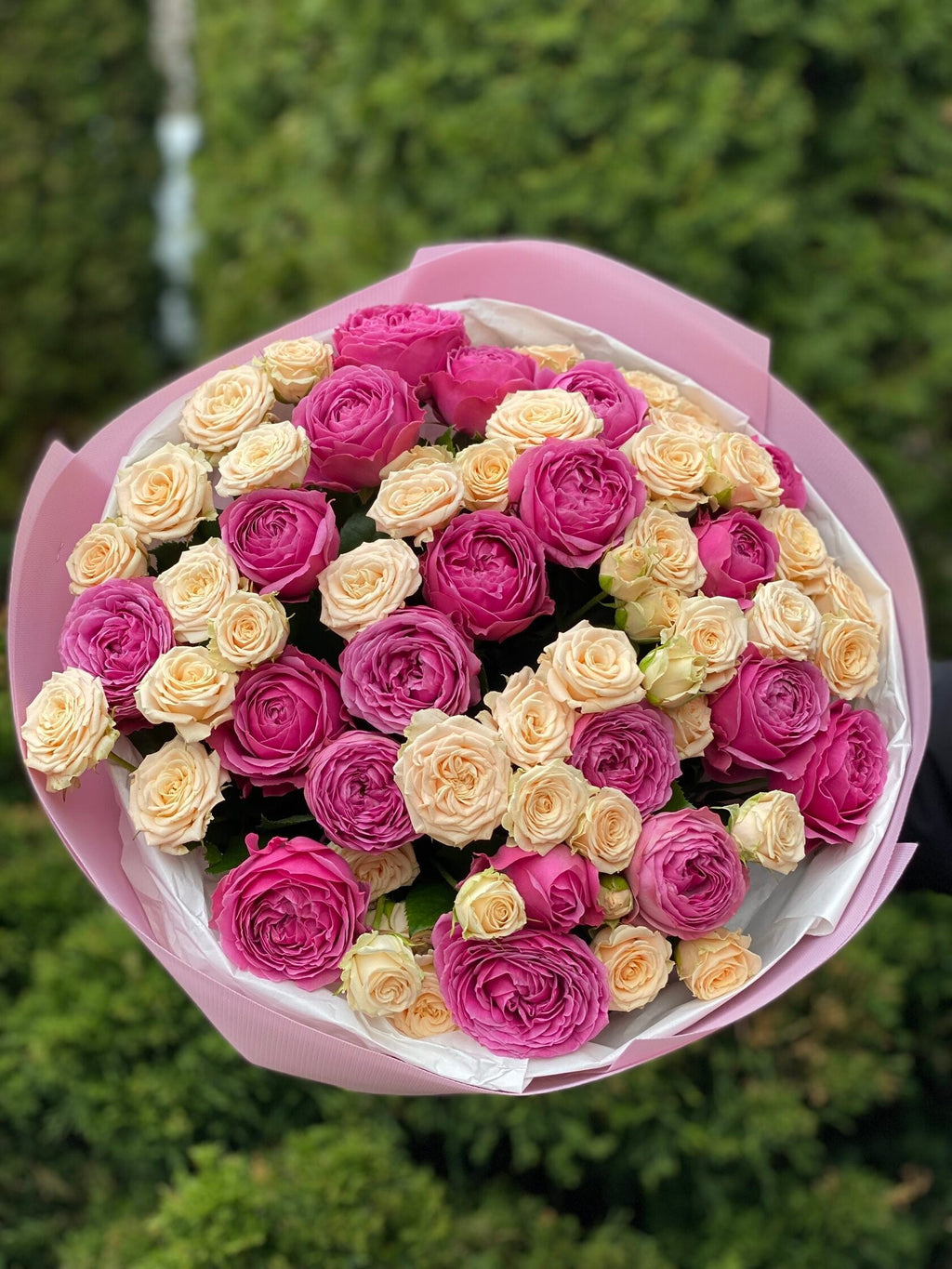 39 Pfingstrosen Rosen Tanya und Lavender Lace