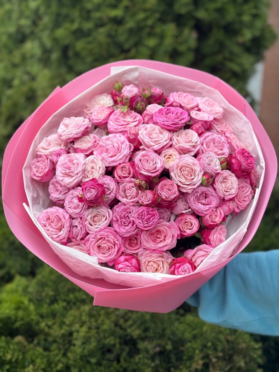 51 pfingstrosenartige Rosen Lady Bombastic