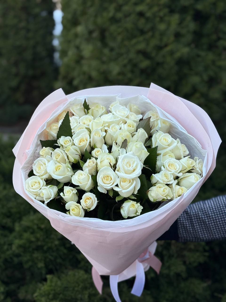 51 Rosen Beluga