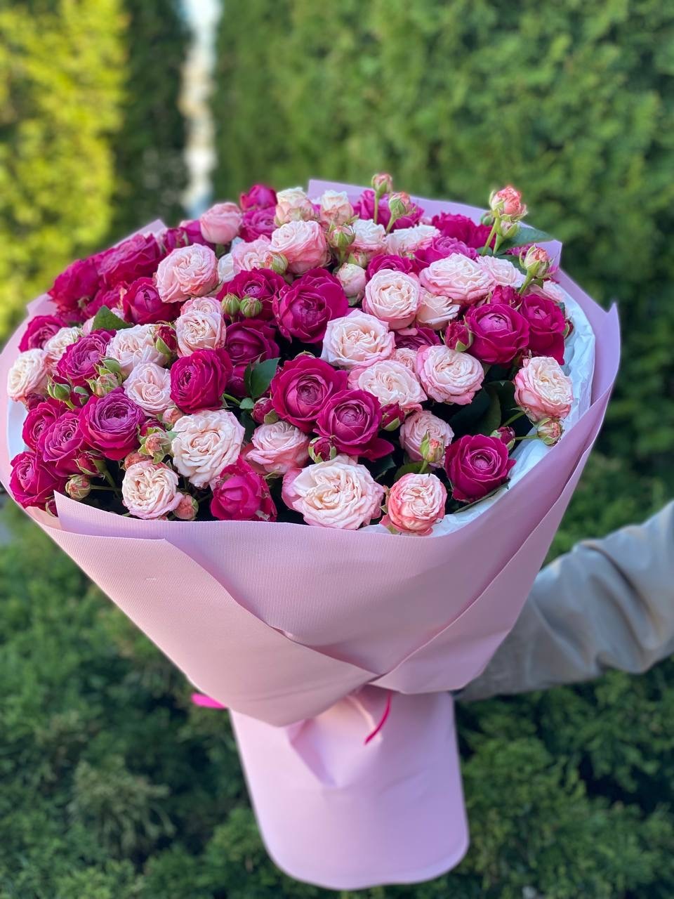 51 pfingstrosenartige Rosen Bombastic und Majestic
