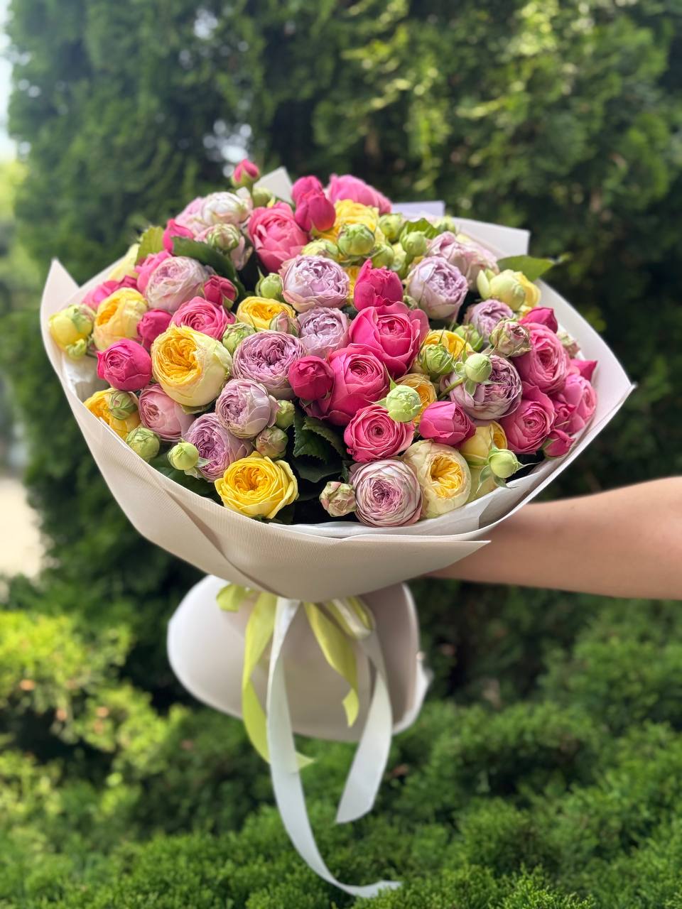 51 pfingstrosenartige Rosen (Lavender, Light, Peony)