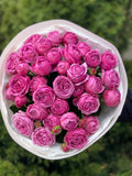 19 pfingstrosenartige Rosen Lavender Lace