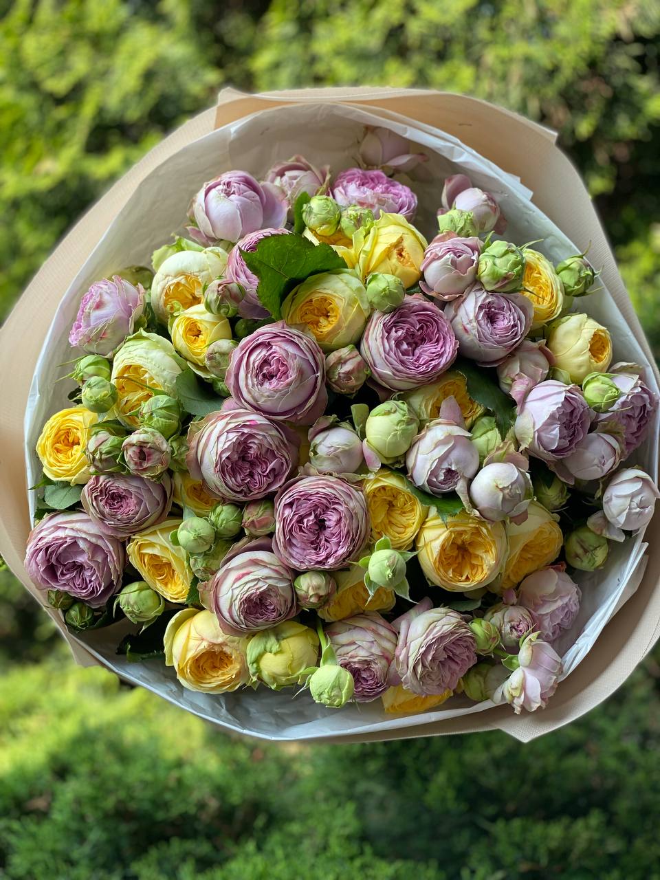 51 pfingstrosenartige Rosen Lanado und Peony