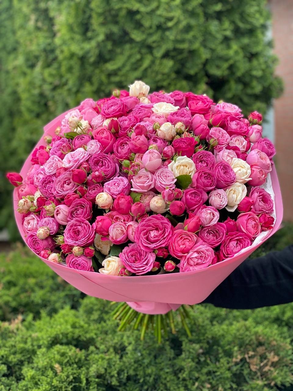 101 pfingstrosenartige Rosen Majestic und Gelato