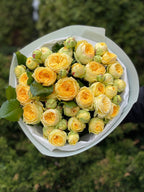 19 pfingstrosenartige Rosen Peony Bubbles