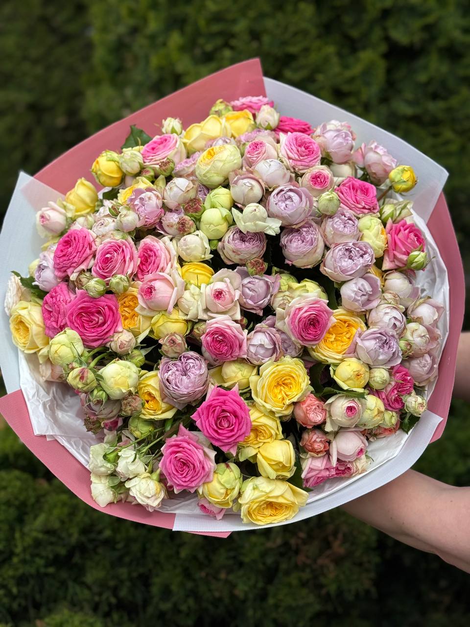 51 pfingstrosenartige Rosen Lavender und Gelato Peony