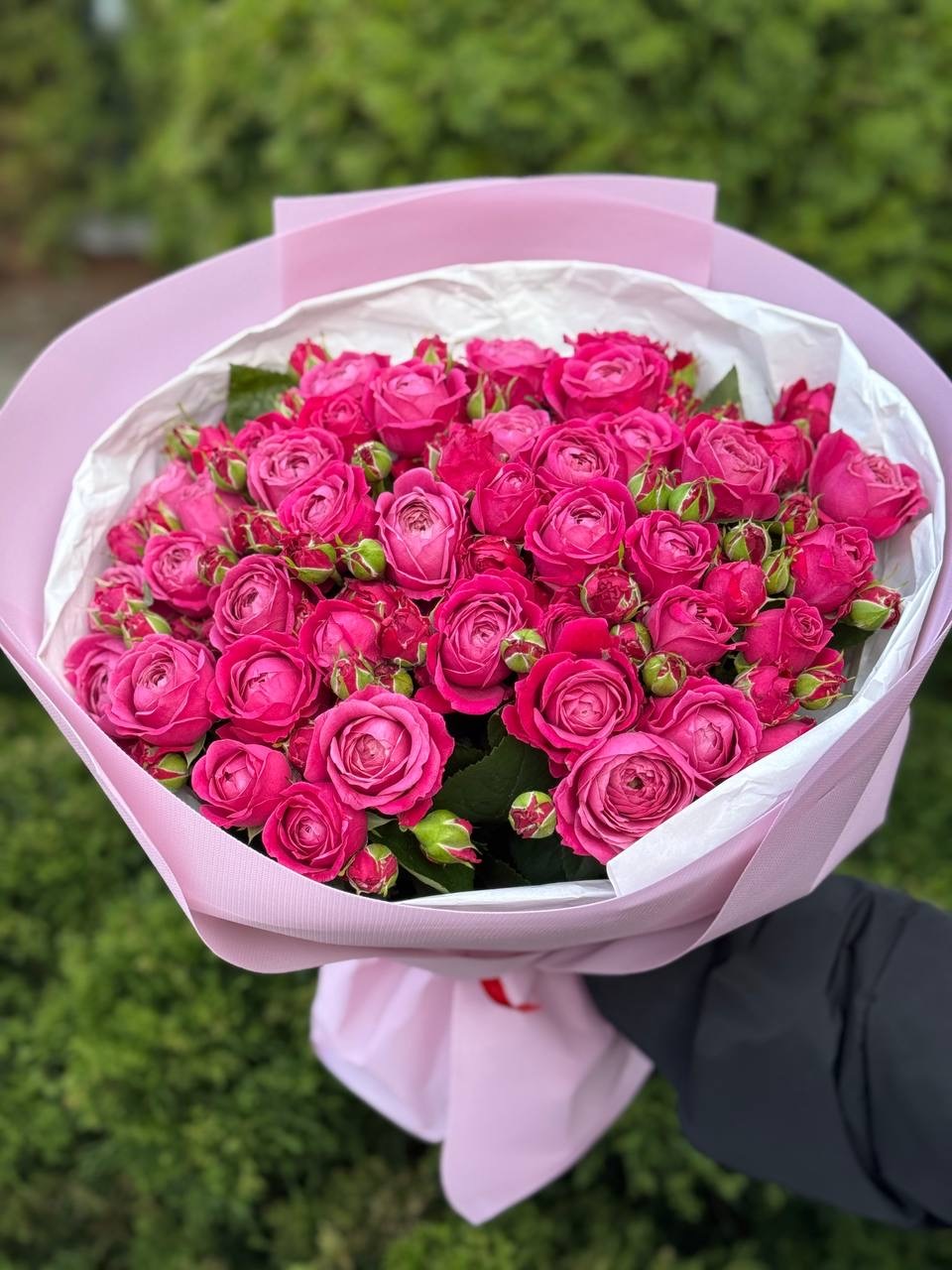 39 pfingstrosenartige Rosen Majestic