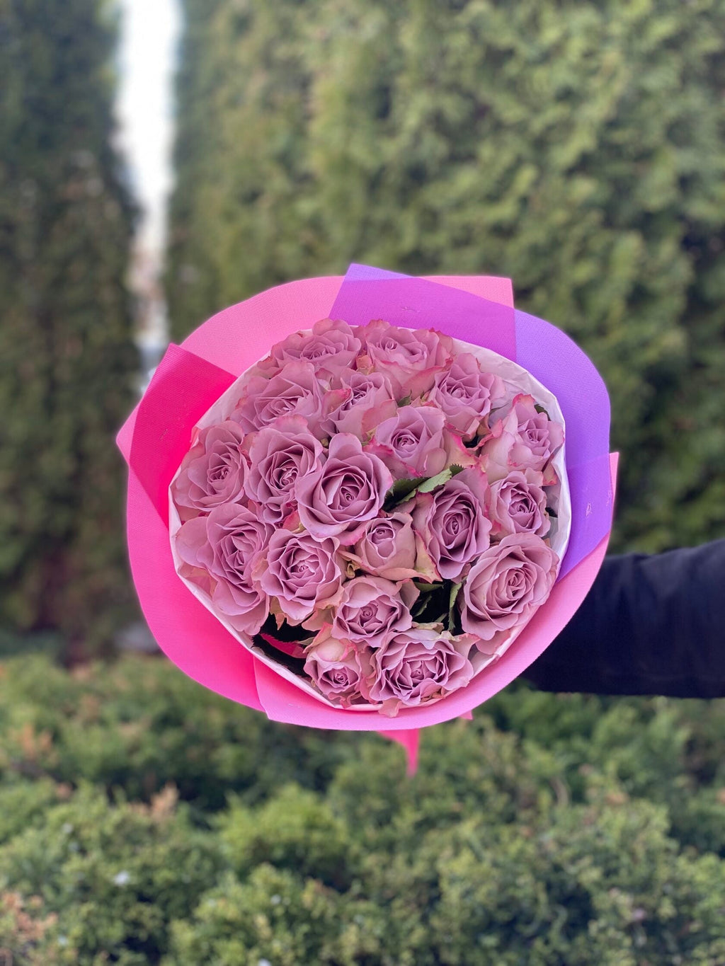 19 Rosen Hollandia Violet