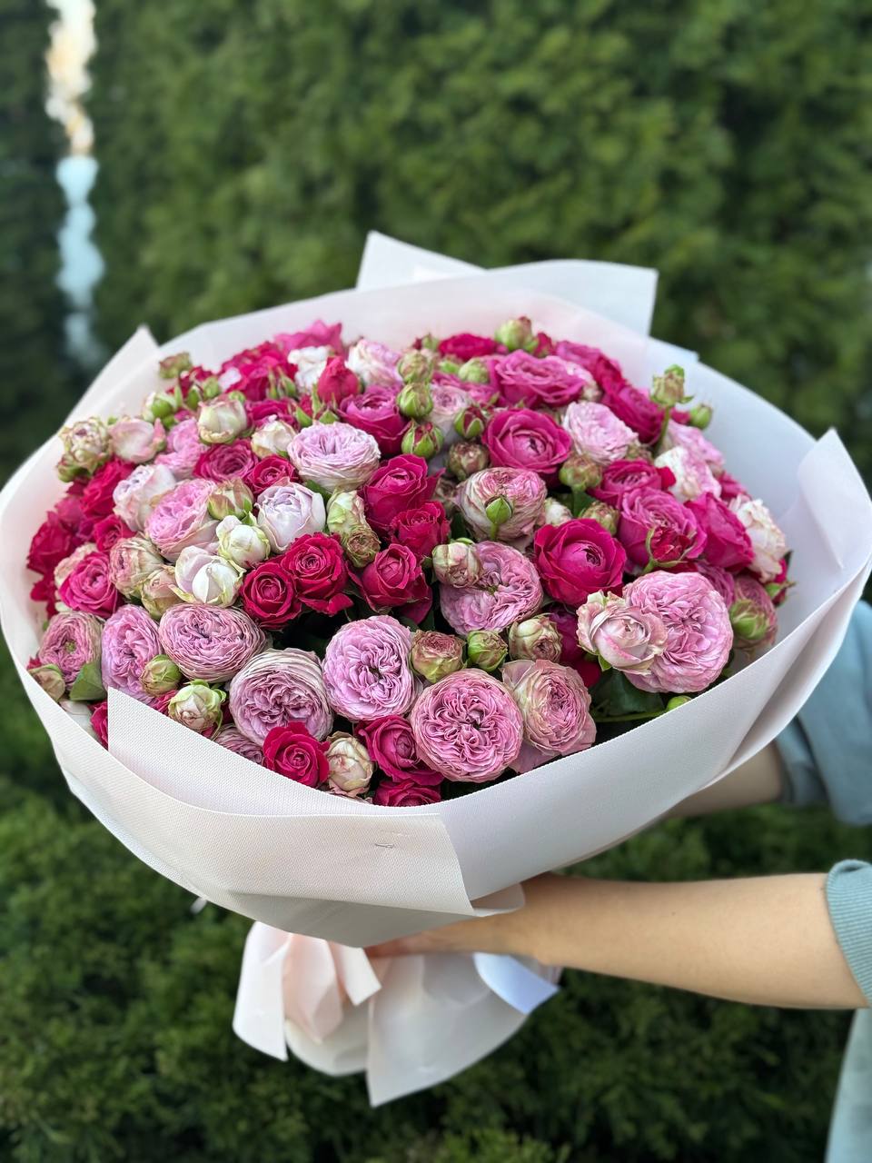 51 pfingstrosenartige Rosen Lavender und Majestic