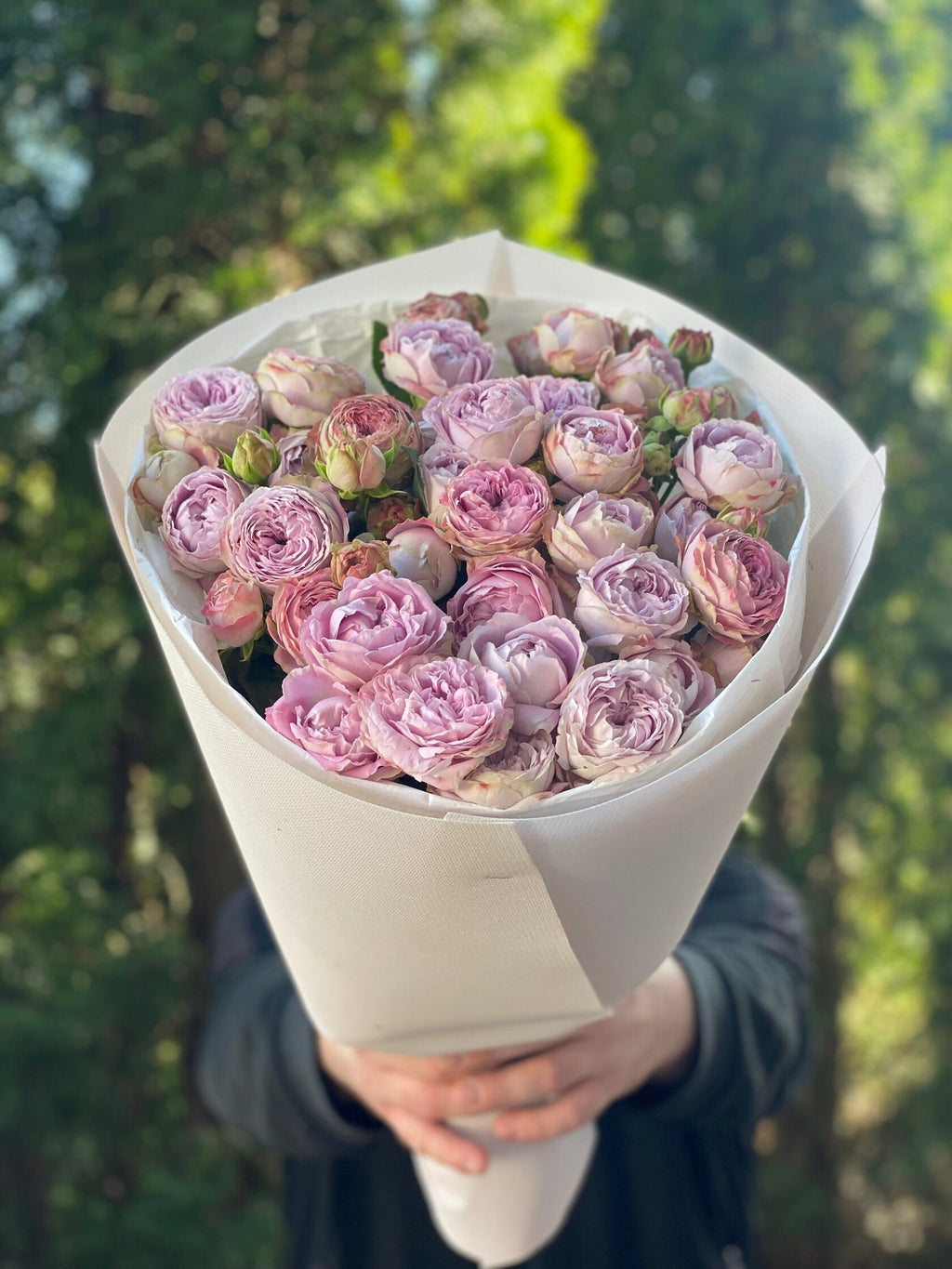 19 pfingstrosenartige Rosen Lavender