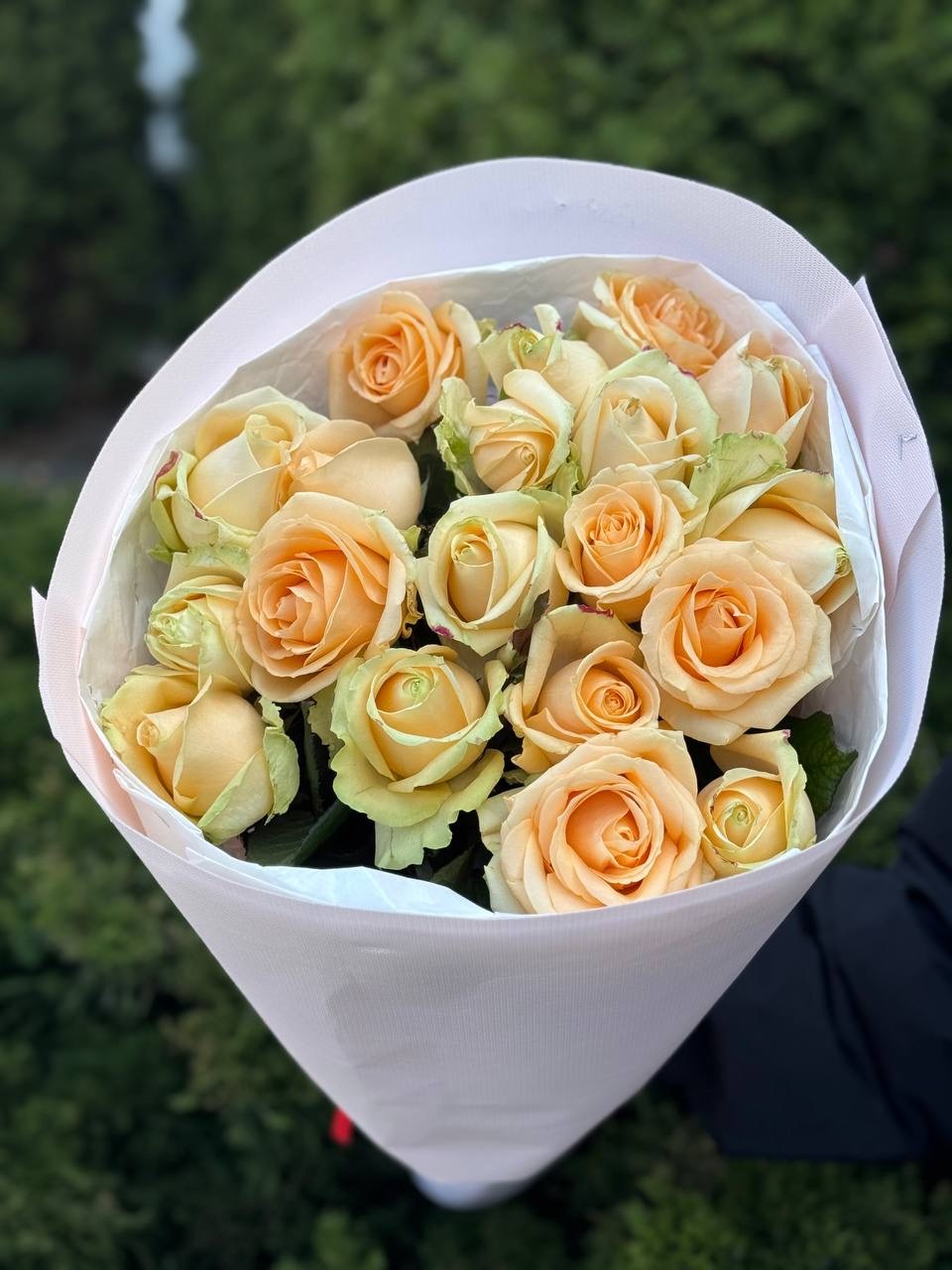 19 Rosen Peach Avalanche