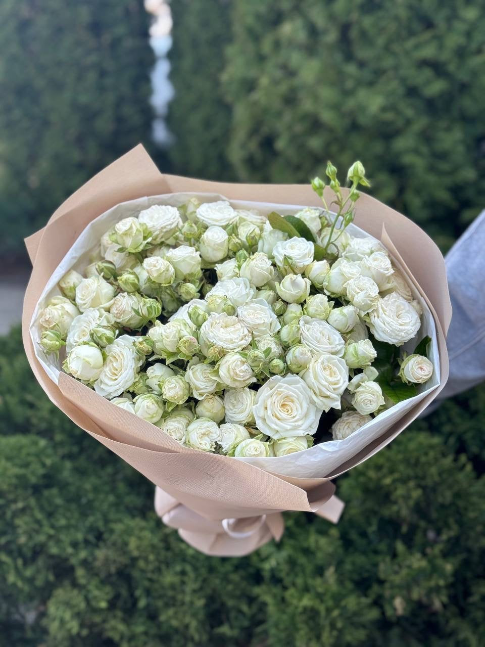 39 pfingstrosenartige Rosen Miss Bombastic