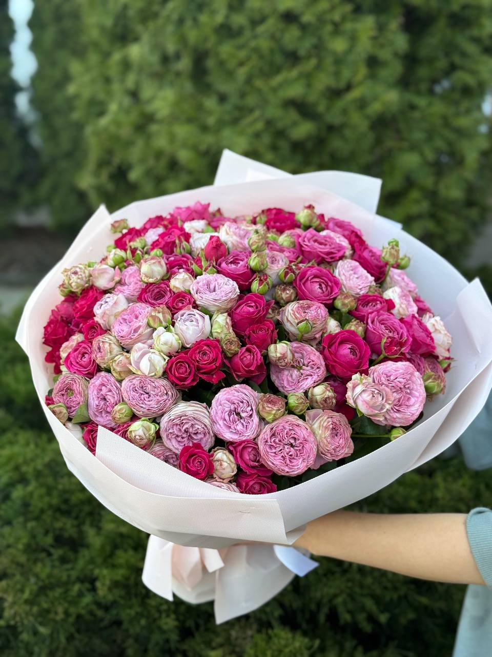 51 pfingstrosenartige Rosen Lavender und Majestic