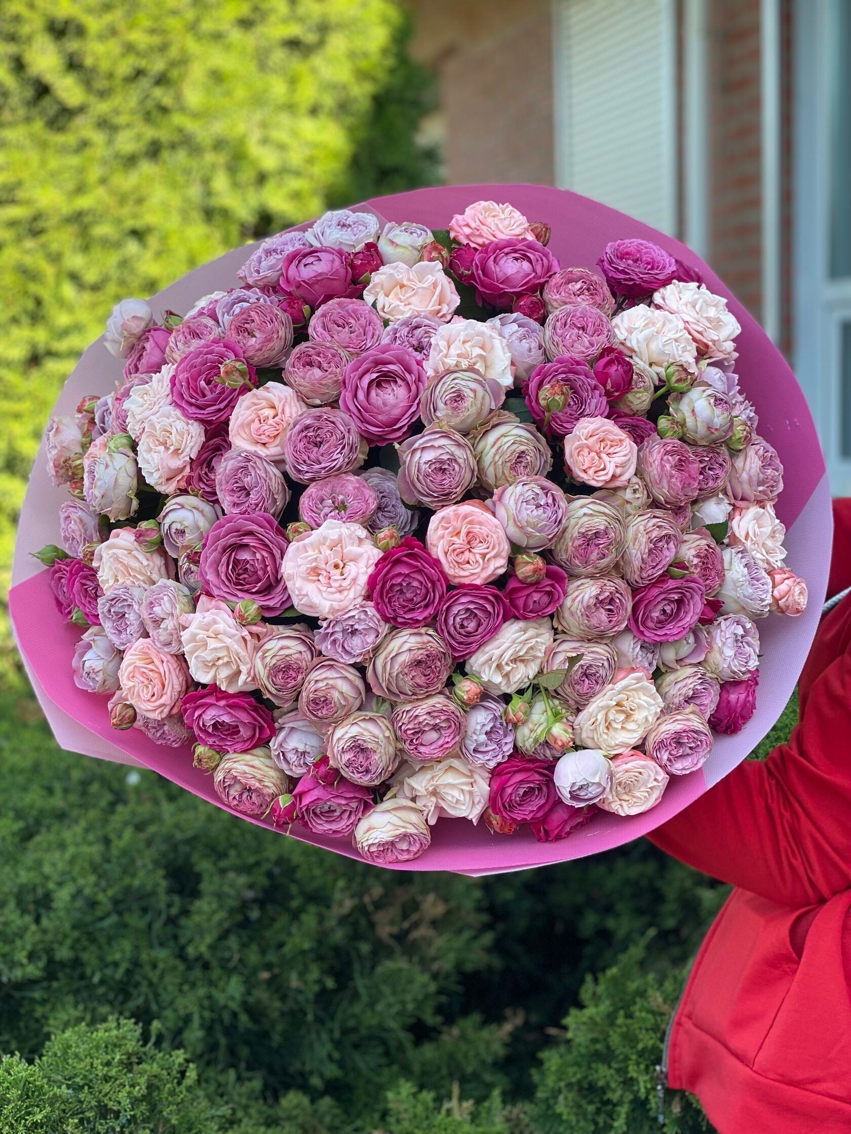 101 pfingstrosenartige Rosen Majestic, Bombastic und Lavenderfarben