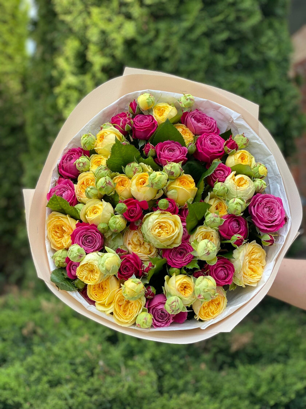 39 pfingstrosenartige Rosen Majestic und Tanya