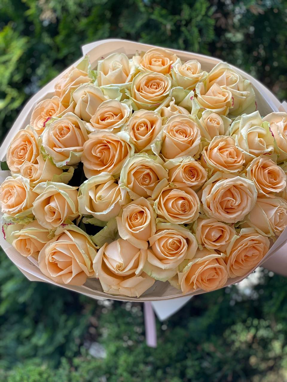 51 Rosen Peach Avalanche