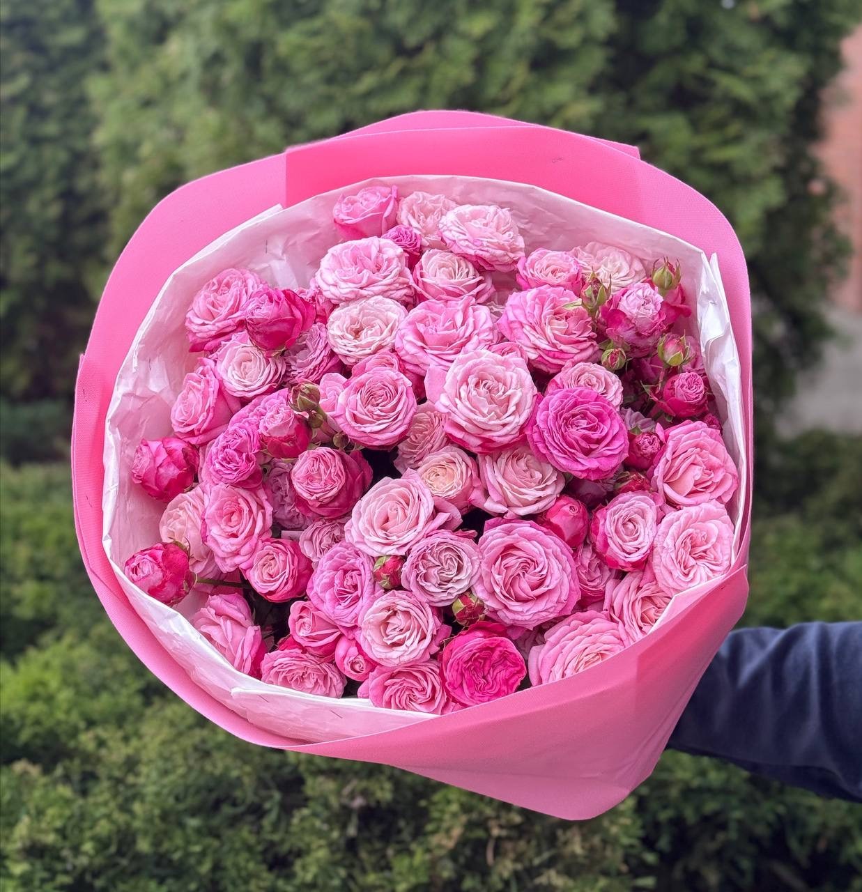 51 pfingstrosenartige Rosen Lady Bombastic