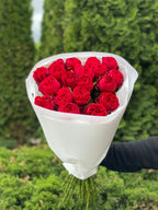 19 pfingstrosenartige Rosen Country Spirit (rot)
