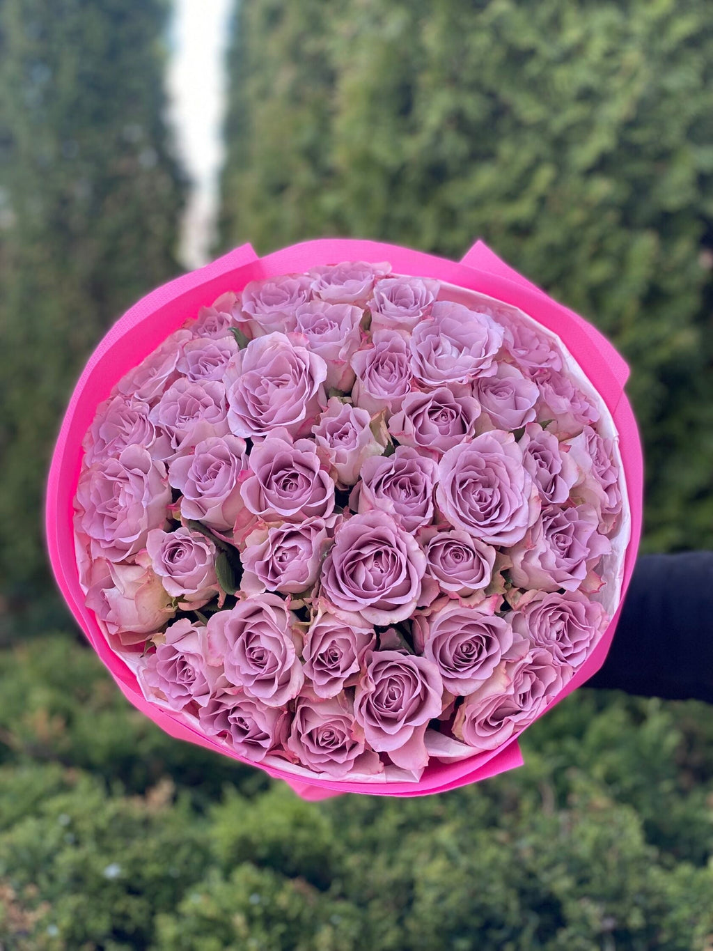 39 Rosen Hollandia (violet)