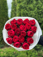 19 pfingstrosenartige Rosen Country Spirit (rot)
