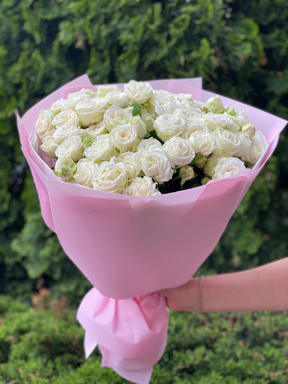 39 pfingstrosenartige Rosen Miss Bombastic