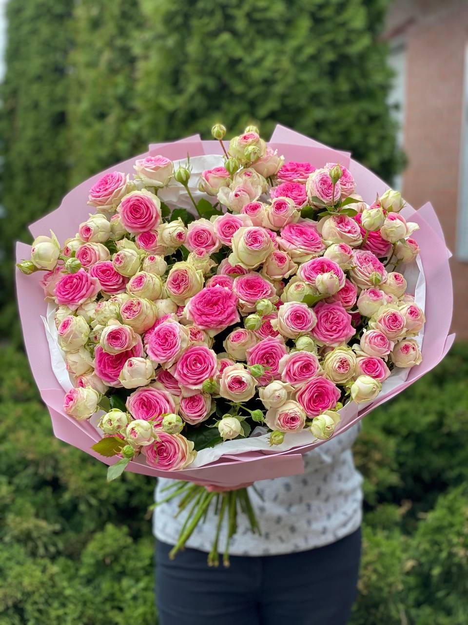 39 pfingstrosenartige Rosen Gelato