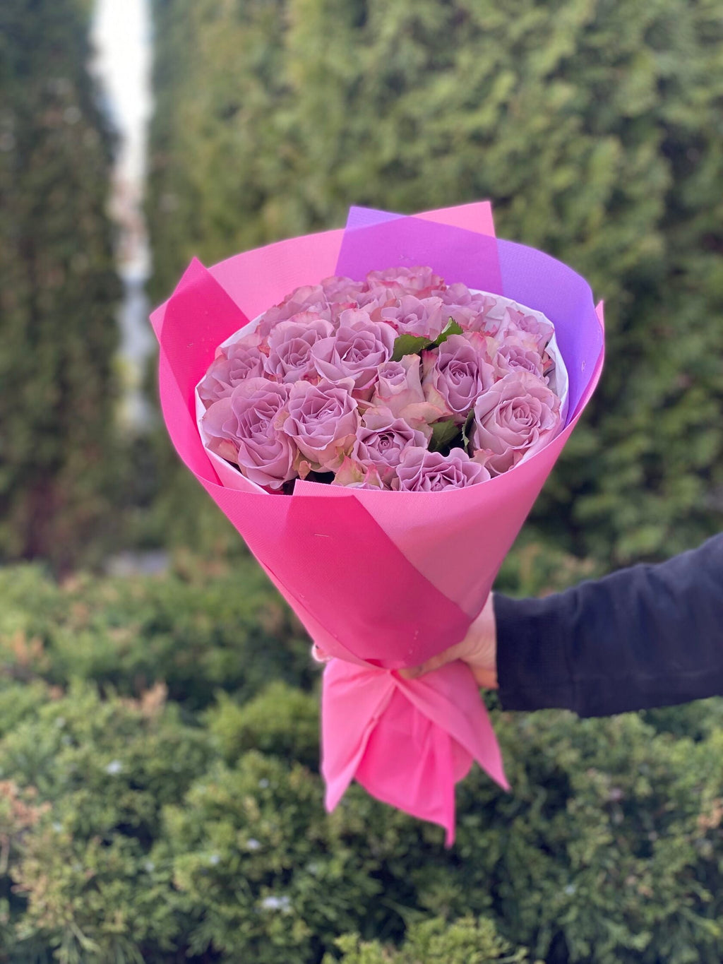 19 Rosen Hollandia Violet