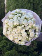 39 pfingstrosenartige Rosen Miss Bombastic